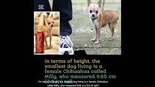 #smallesy dog world smallest dog