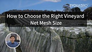 How to Choose the Right Vineyard Net Mesh Size