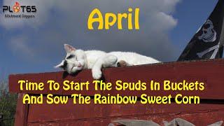 Time To Start The Spuds In Buckets And Sow The Rainbow Sweet Corn