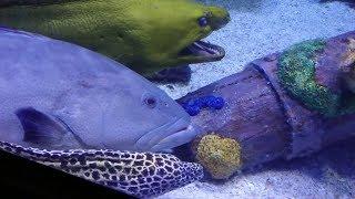 Place to visit with kids in Houston Texas - Downtown Aquarium review