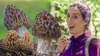 Find Those Morel Mushrooms!