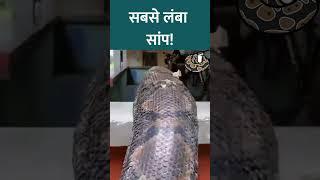 Real Anaconda | Big Python | Ajgar snake video #snake #anaconda #python #wildlife #shorts