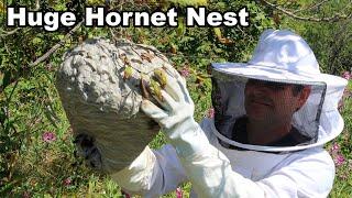 Why You Should Never Approach A Hornet Nest - What's Inside An Active Colony. Mousetrap Monday