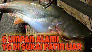 6 UMPAN ALAMI UNTUK MANCING IKAN PATIN SUNGAI || umpan jitu patin sungai