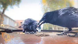 Crow Cam and the Art of Eating