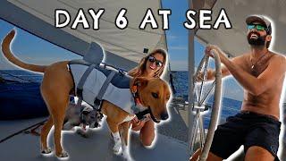 Sailing 6 Days at Sea with Dogs - How we keep them Safe