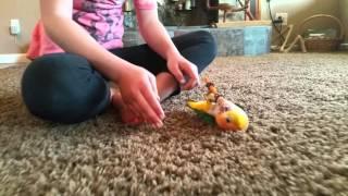 White-bellied Caique hops and plays!