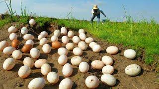 OMG amazing! a fisherwoman skill in the field near the road pick eggs duck a lot by hand