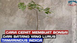 Membuat bonsai asam jawa batang lurus dan ranting sedikit, hasilnya mantapsss