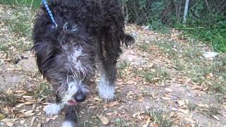 Asher (aka Lionel) -- Rescued by United Hope for Animals