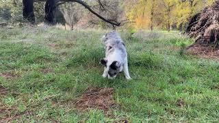 Curious Paws: Blue Merle Border Collie Puppy Embarks on a Forest Exploration! 