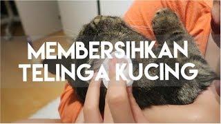 MEMBERSIHKAN TELINGA KUCING | MY CATS DIARY #14