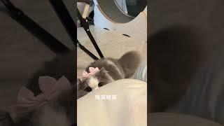 咪莫咪莫！这是什么钓猫咒语？喵星球信号？#萌宠