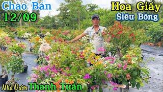 Hoa giấy chào bán giá bình dân nhiều cây đẹp ghép siêu hoa giao lưu ngày 12/09 ️ 0392.865.789 Tuấn