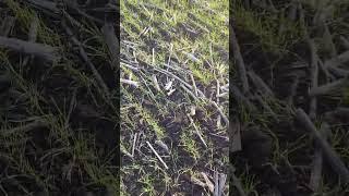 Озимая пшеница почти ноутил #пшеница #озимая #сорт_алексеич