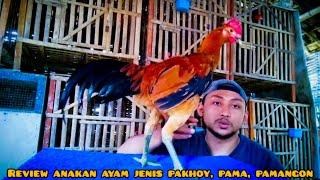 Review Ayam Pakhoy, Pama, Pamangon Di Kandang Jago Al Kaf #reviewayam #reviewayampakhoy #pama