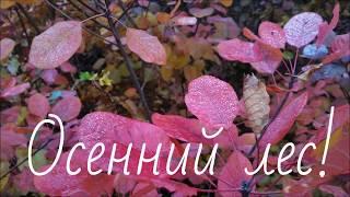 Осенний лес!/Forest Autumn!