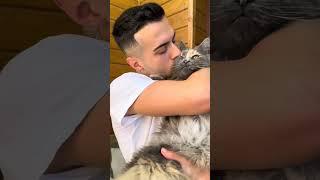 Maine Coon | Mendy i need you ️‍⬛ ! |#mainecoon