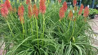 Kniphofia Red Hot Popsicle