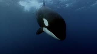 Killer whales scavenging the seas