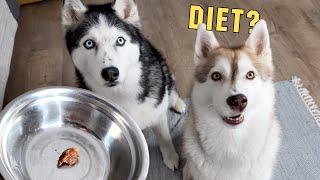 I Put My Dogs And Cats On a Diet! Husky Demands Food