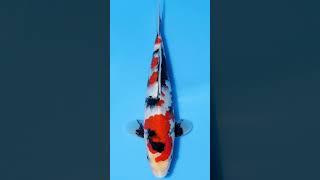 Japanese Koi: Showa (Nishikigoi)