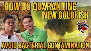 HOW TO QUARANTINE NEW GOLDFISH AVOID BACTERIAL CONTAMINATION ‼️