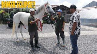 PART 2 !!! REVIEW 12 EKOR KUDA KOLEKSI PRASASTI STABLE DAN PEJANTAN BARUNYA BOMER ECLIPSE !!