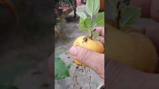 A false videos #mahasin ayurbedic plants