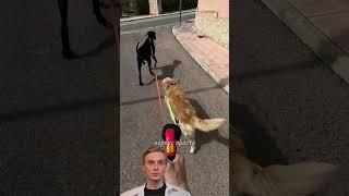 Уникальный поводок #бизнес #маркетинг #идеи