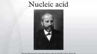 Nucleic acid