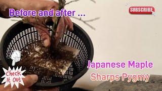 Acer Palmatum (Japanese Maple) Sharps Pygmy