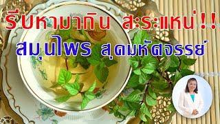 ต้องรู้ !! สะระแหน่ สมุนไพรพื้นบ้าน สุดมหัศจรรย์ | พี่ปลา Healthy Fish