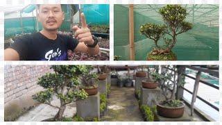 bonsai collection @15mile nursery @kalimpong @bonsai