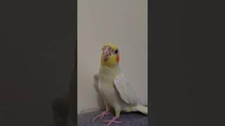 Baby cockatiel 6 month old singing all day #shortvideo 