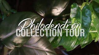 Philodendron Collection Tour | #vlogmas ep04