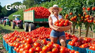 Tomatoes Farming - Tomatoes Harvesting & Canned Tomatoes Prosessed   | Agriculture Technology