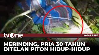 Pria di Sulsel Tewas Ditelan Ular Piton 6 Meter | Kabar Siang tvOne