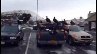 Bald eagles invade parking lot