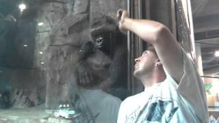 Female Gorilla Gives Him Kisses Through the Window at the Omaha Zoo