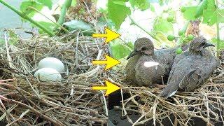 Baby bird morning doves, from eggs, hatching, to empty nest