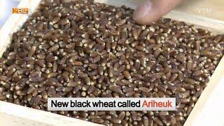 [K BIZ] Healthful Black Wheat Flour / YTN KOREAN