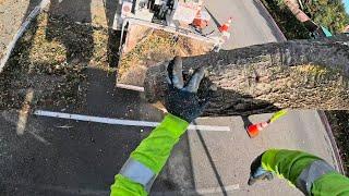 Tree removal  🪵 #pulley #block #chainsaw #sthilchainsaw  #logcutting #treecare #removal #oakland