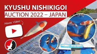 Alle Koi der "Kyushu Nishikigoi Auction 2022"