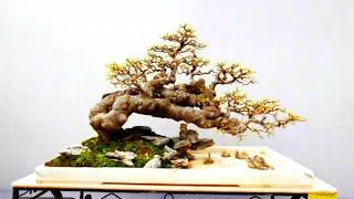 KUMPULAN INSPIRASI BONSAI TERBAIK DI DUNIA || JAPAN BONSAI INSPIRATION