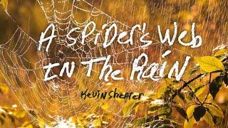 A Spider's Web in the Rain by Kevin Shearer