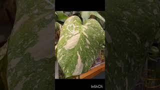 【RPJやばっ！】モンステラデリシオーサタイコンステレーション#RAREPLANTSJAPAN#RARE#PLANTS#シロウトエンゲイ#観葉植物#モンステラ#タイコン#斑入り#インテリア#癒し