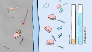 How Mitochondria and the Cell Nucleus Coordinate to Create Proteins