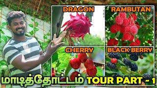 TERRACE GARDEN TOUR Part - 1| அட்டகாசமா ரெடியான நம்ம மாடித்தோட்டம் | OCTOBER UPDATE | BLACK BERRY