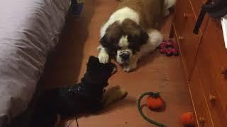 Dempsey the St. Bernard playing with a 3 month old German shepherd